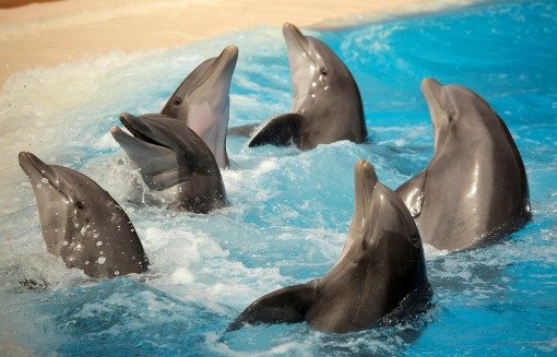 Dolphin Adventures Forum