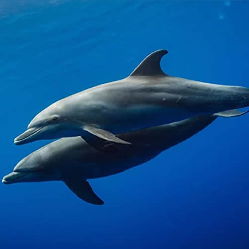 Dolphin Groove