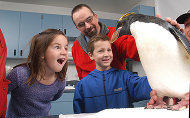 Penguins Up-Close Tour
