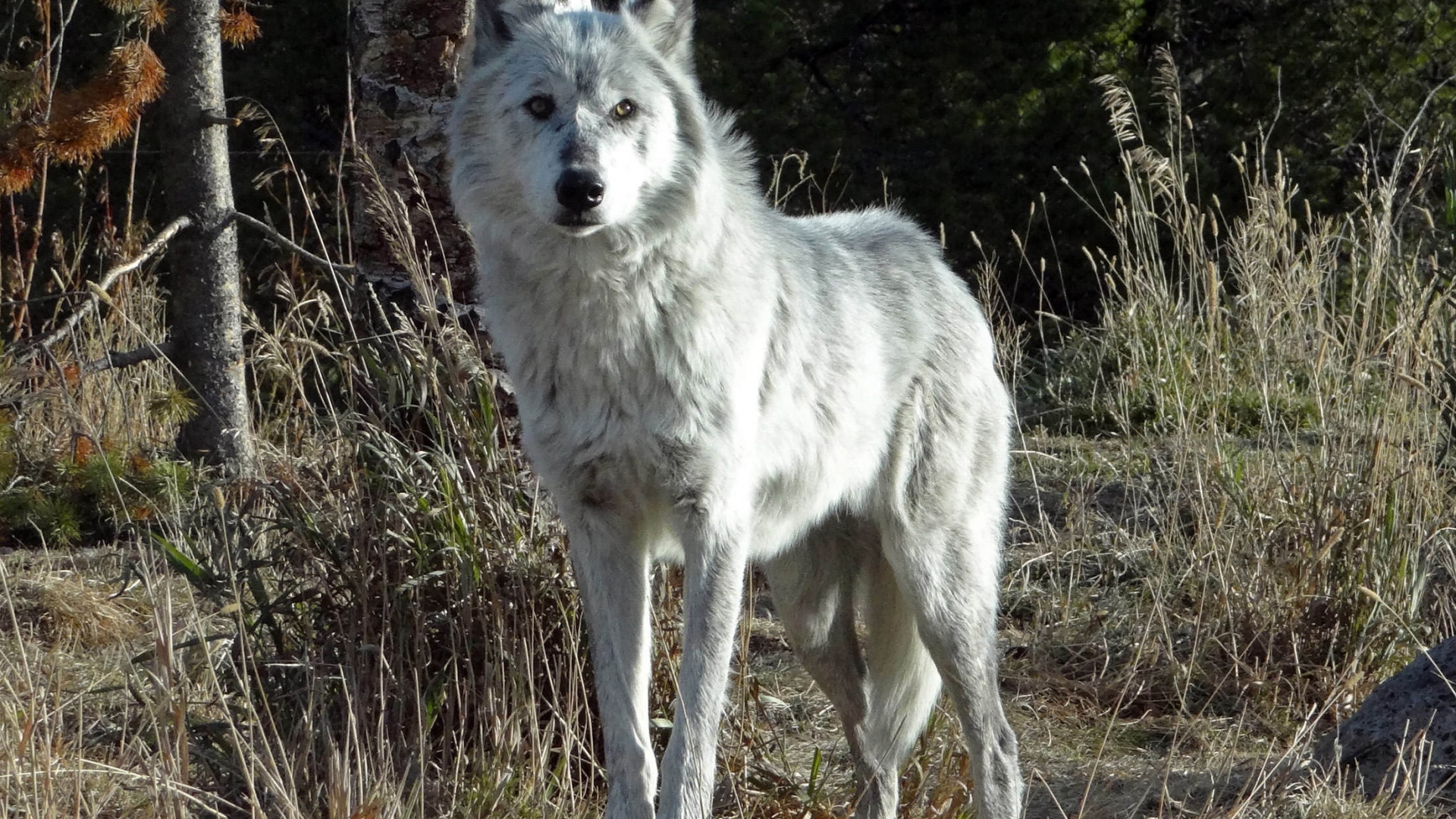 Yellowstone Wolf Impact Study