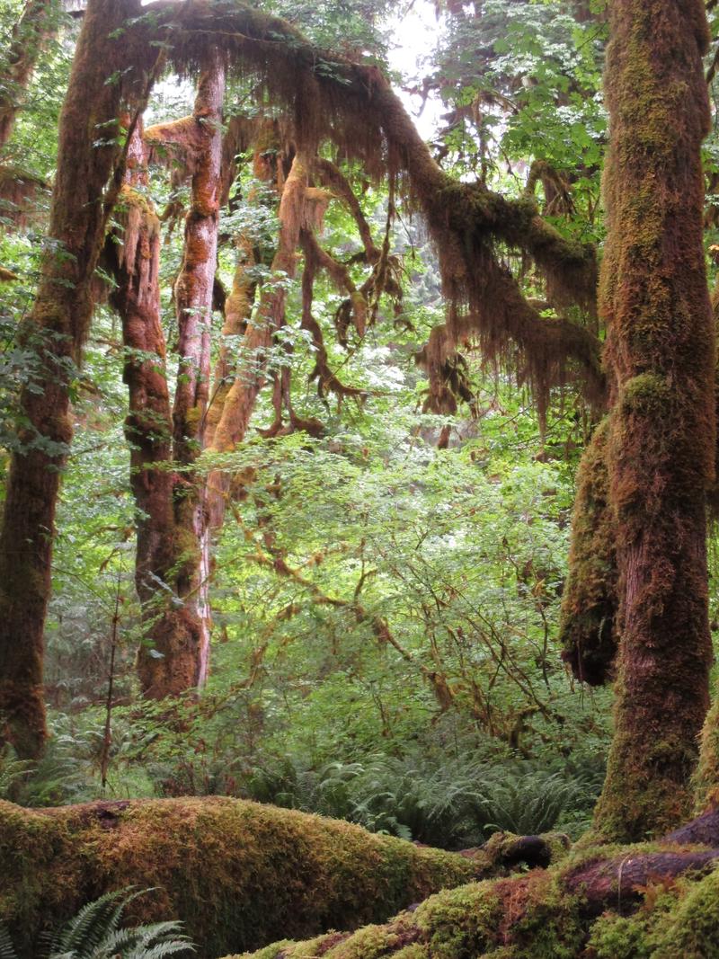 Hoh Campground - Camping in a Rainforest - The Hoh