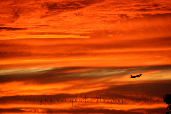 Fly in the sunset